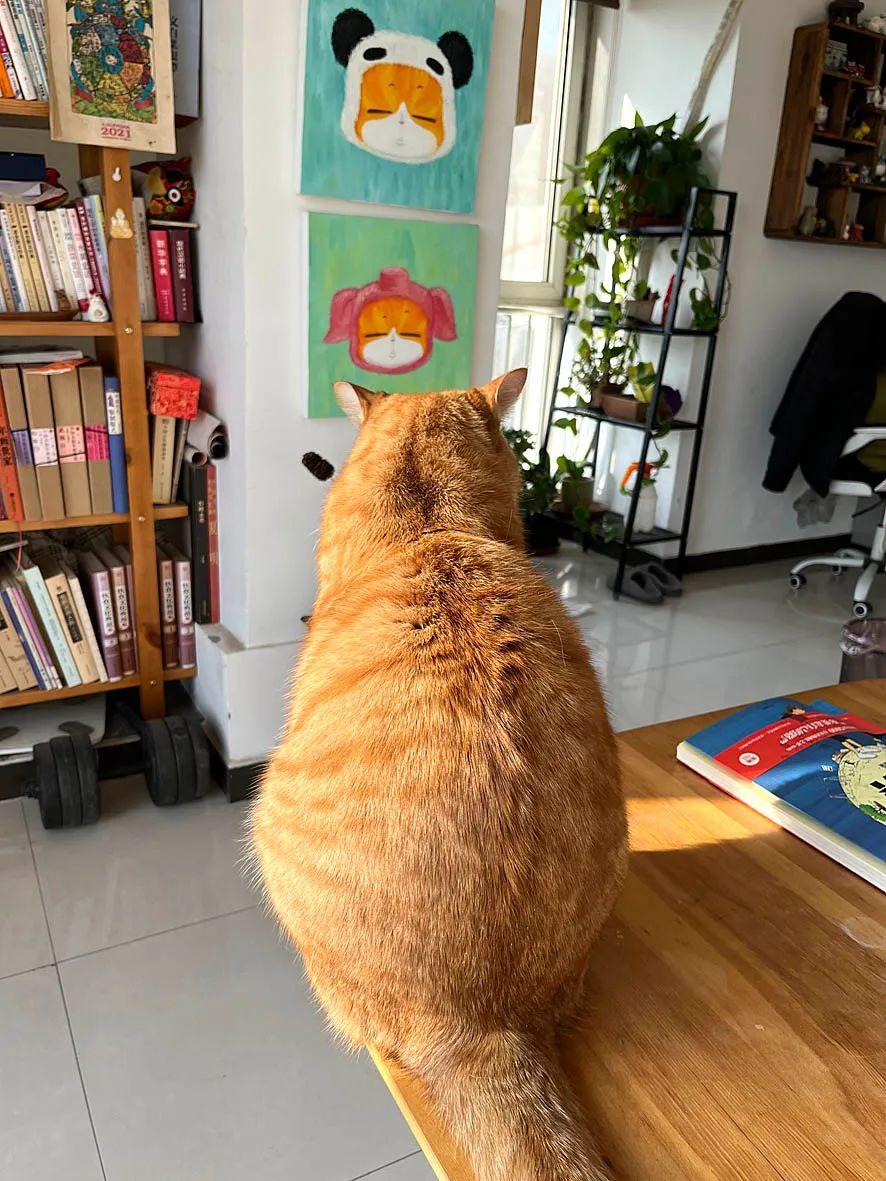 The Real MaoMao Cat — Muse & Inspiration